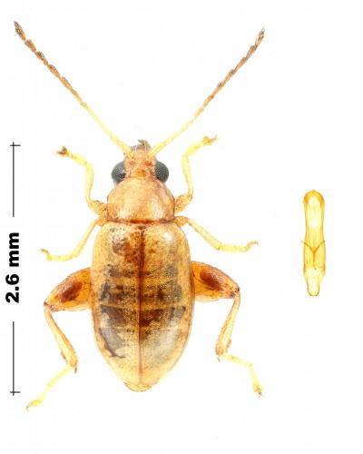 Longitarsus aeruginosus